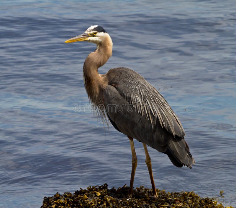 Great Blue Heron