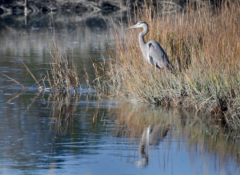 Great Blue Heron