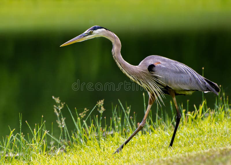 Great Blue Heron