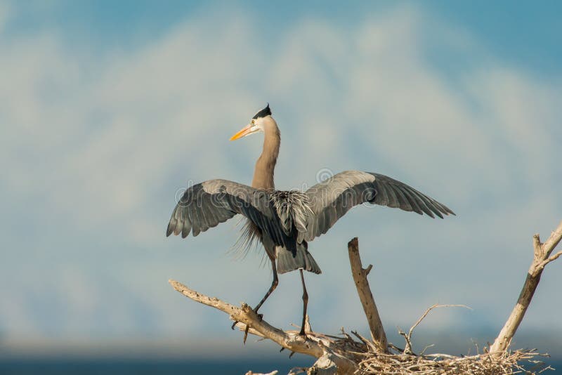 Great Blue Heron