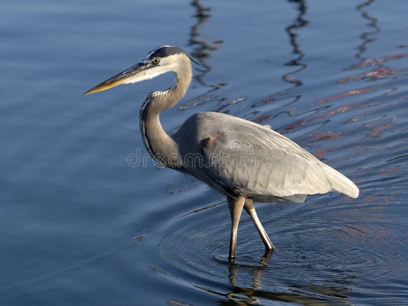 Great Blue Heron