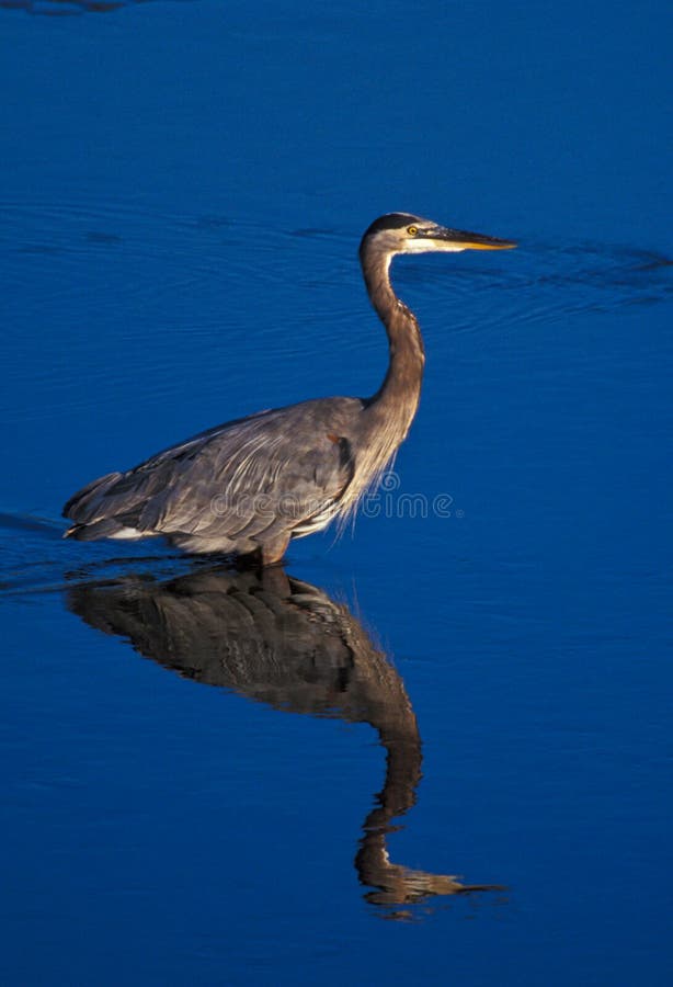 Great Blue Heron (Ardea herodias) alert