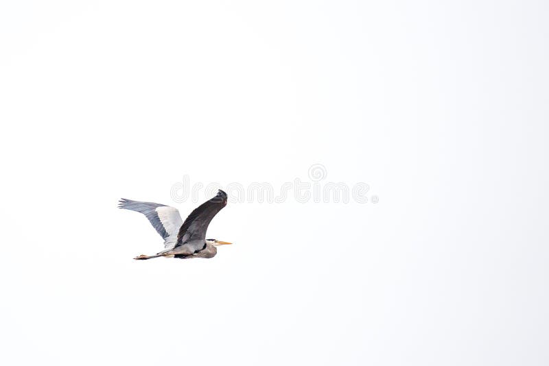 Great Blue Heron flying in front of a white background