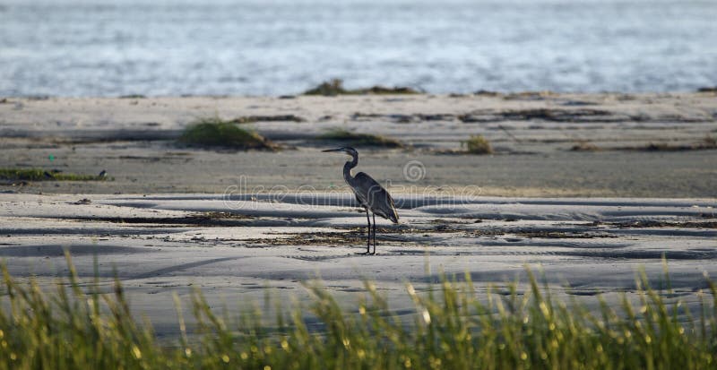 Great Blue Heron silhouette on beach, Hilton Head Island