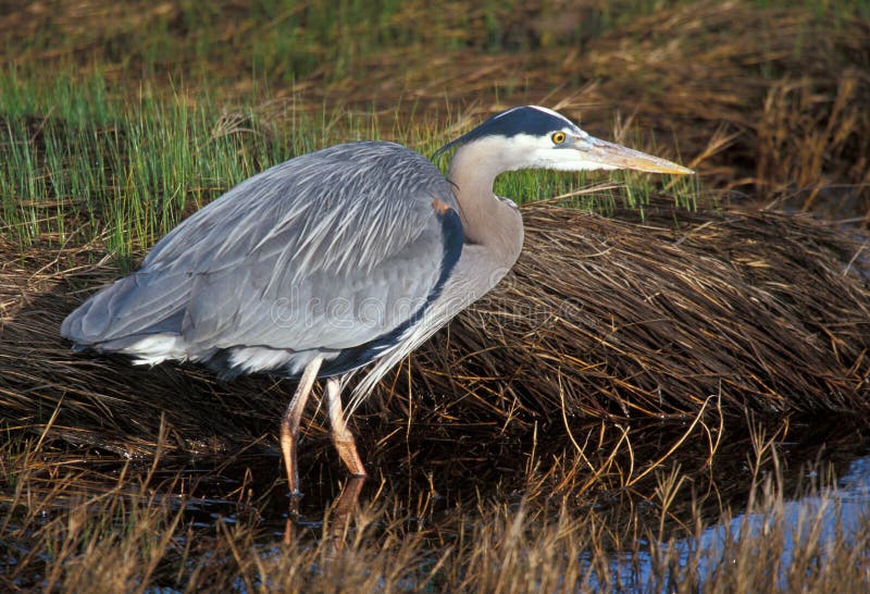 Great Blue Heron (Ardea herodias) watchful