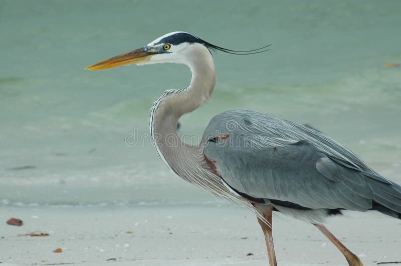 Great Blue Heron on beach