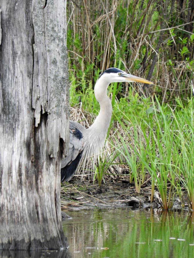 Great Blue Heron stands behind dead swamp tree stock photography Great Blue Heron stands behind dead swamp tree stock photography