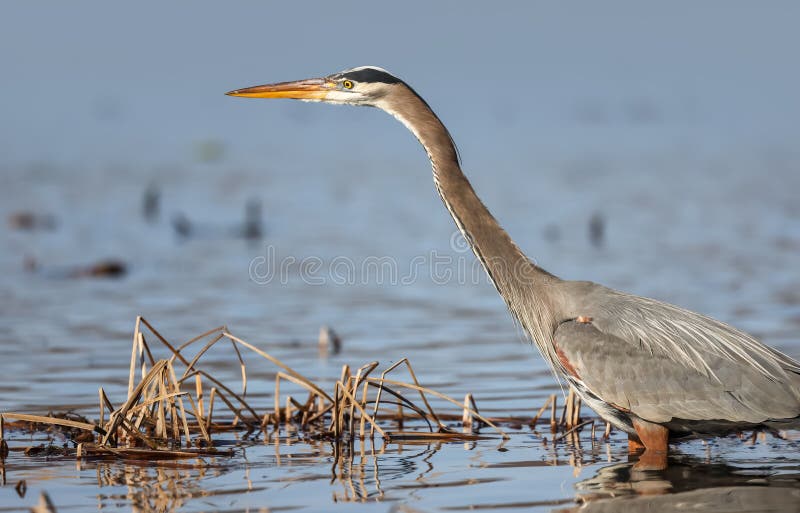 Great Blue Heron Bird Hunting for Fish in the Lake Stock Image Image