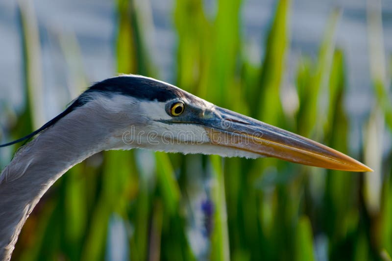 Great Blue Heron Close Up stock photo. Image of nature 12248526