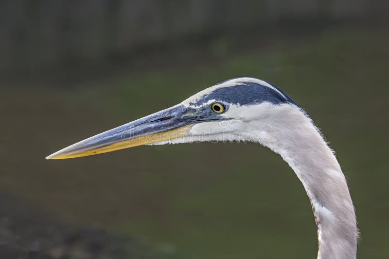 Great Blue Heron Close Up stock photo. Image of bird 69497550