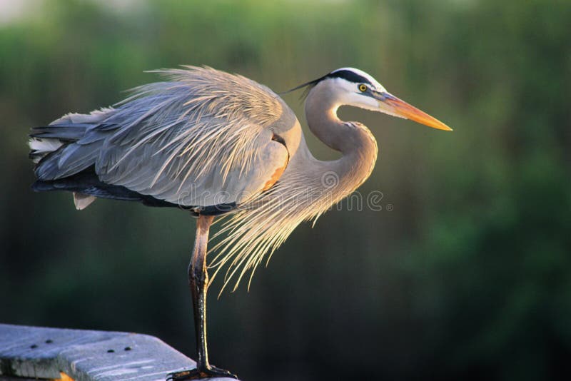 Great Blue Heron royalty free stock photography Great Blue Heron royalty free stock photography