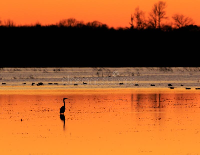 Great Blue Heron with ducks in the background standing in flooded rice field used as hunting ground during duck season at the Bald