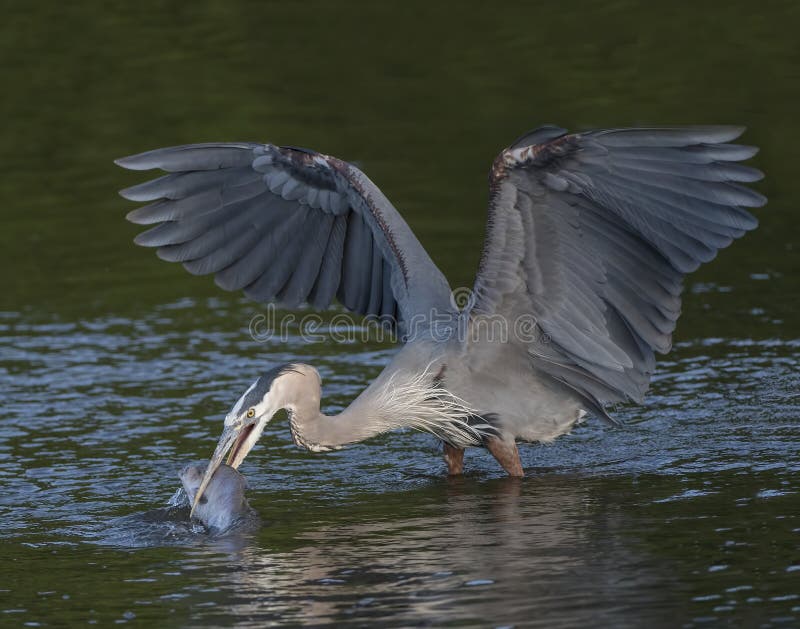 Great Blue Heron Eating