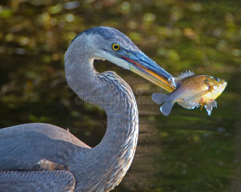 Great Blue Heron with fish