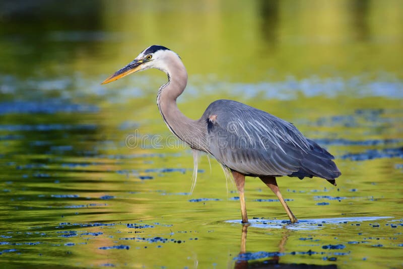 Great Blue Heron Fishing