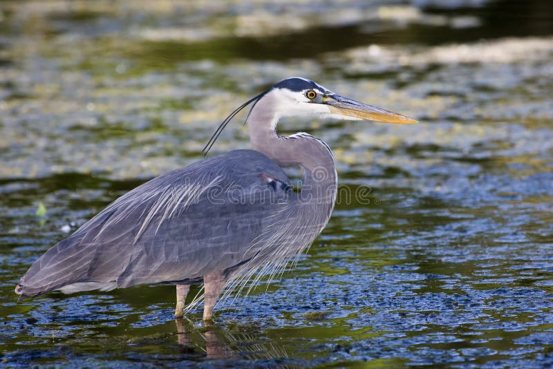 Great Blue Heron Fishing