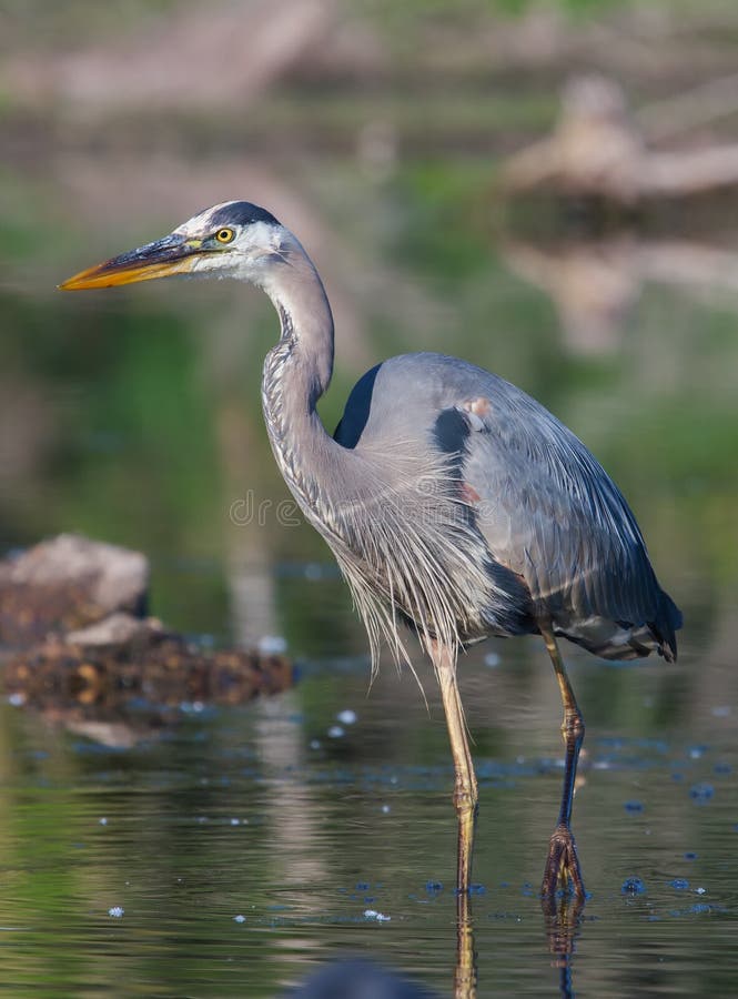 Great Blue Heron Fishing