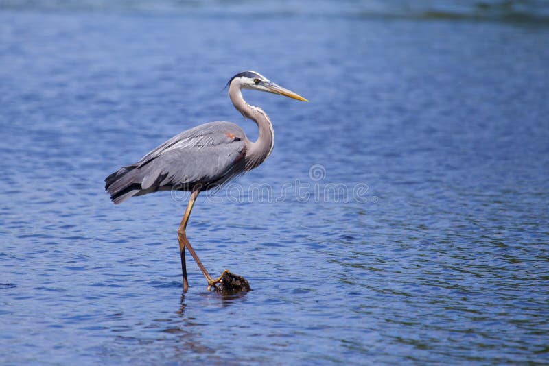 Great Blue Heron fishing