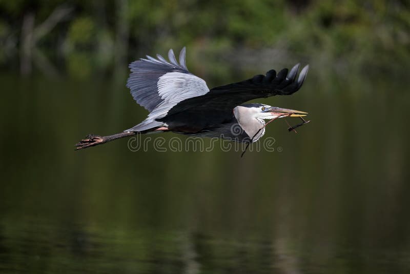 Great Blue Heron In Flight.