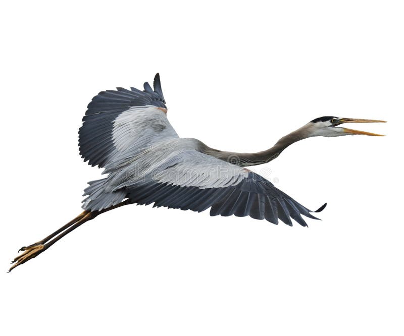 Great Blue Heron In Flight