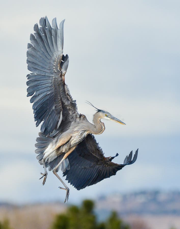 The Great Blue Heron is a large wading bird most commonly found near bodies of water. They can be found year-round in most of the continental United States. The Great Blue Heron is a large wading bird most commonly found near bodies of water. They can be found year-round in most of the continental United States.