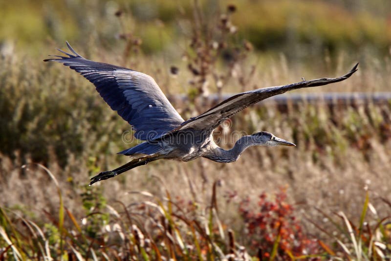 Great Blue Heron flying