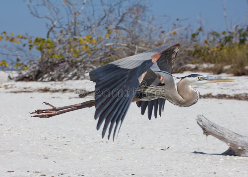 Great Blue Heron flying on a beach