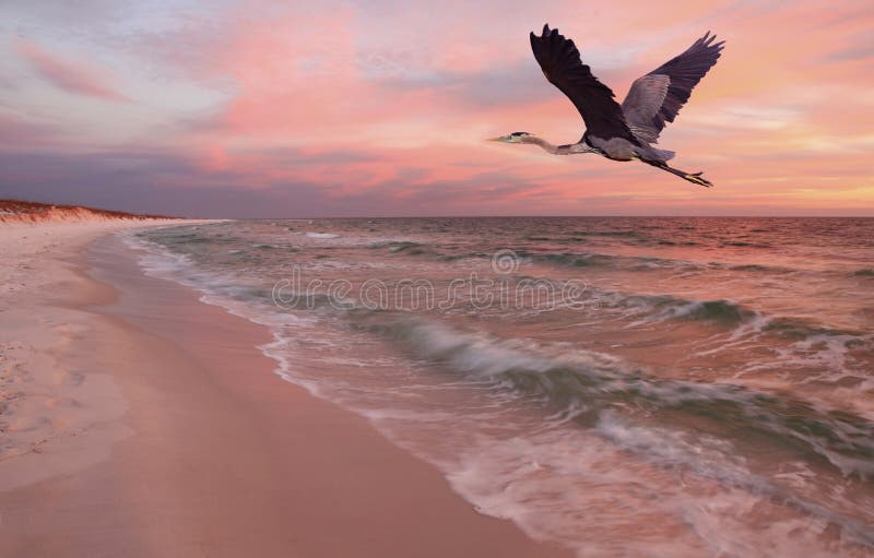 Great Blue Heron Flying Over Beach at Sunset