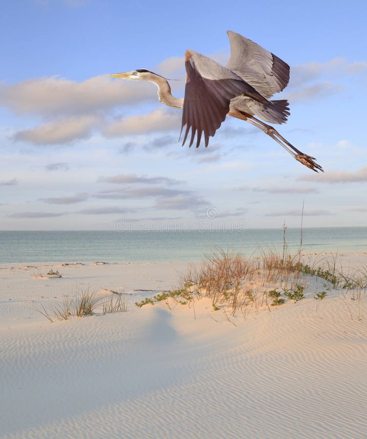 Great Blue Heron Flying Over the Beach