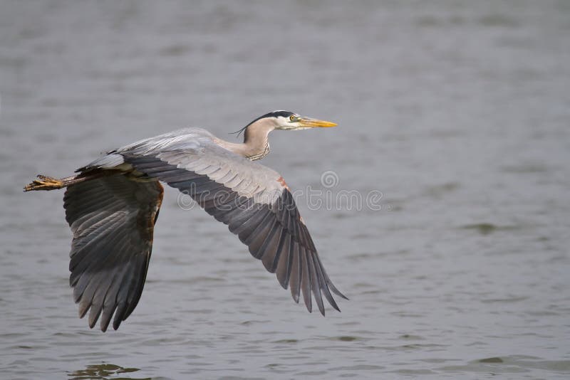 Great Blue Heron flying over the James River