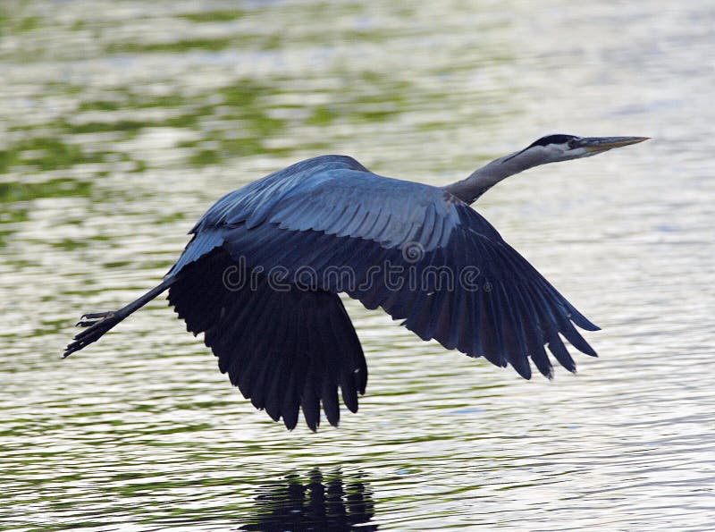 Great Blue Heron flying (side view)