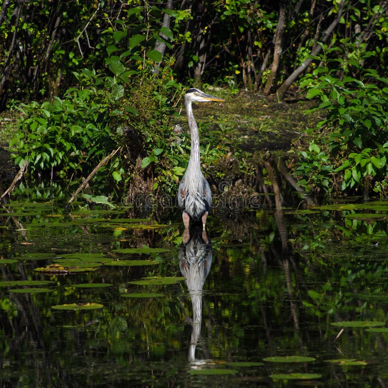 Great Blue Heron, Front View Stock Image - Image of square, legs: 59693951