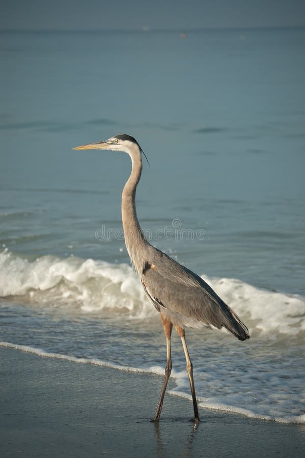 Great Blue Heron on a Gulf Coast Beach with Waves