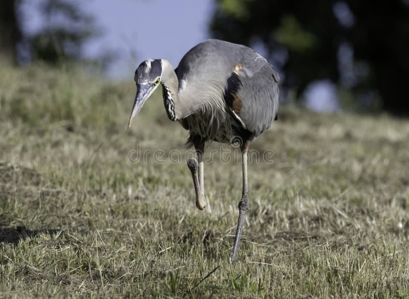 A Great Blue Heron hunting gophers on the grass in California