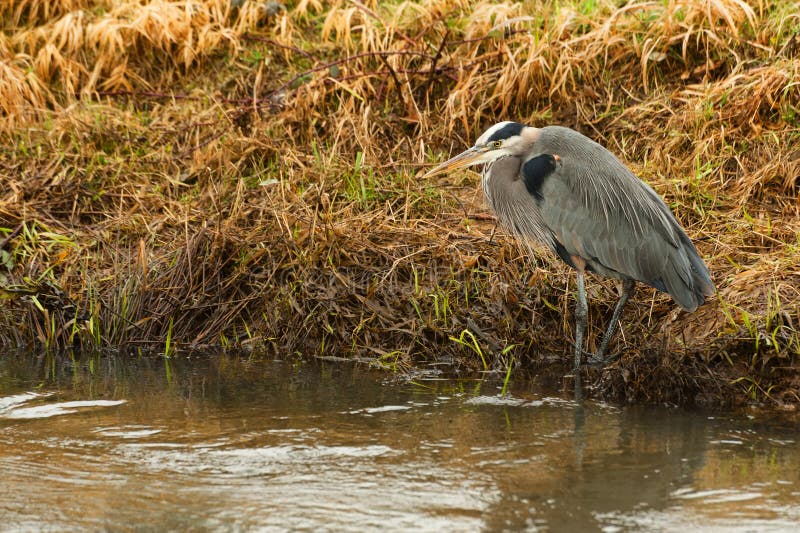 Great Blue Heron hunting in wetlands stock images Great Blue Heron hunting in wetlands stock images