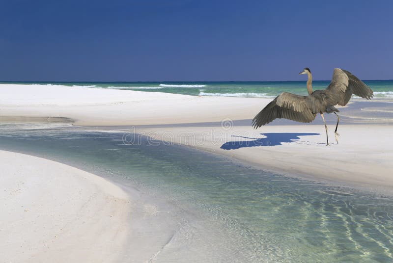 Great Blue Heron Landing on a Beautiful White Sand Beach Stock Photo