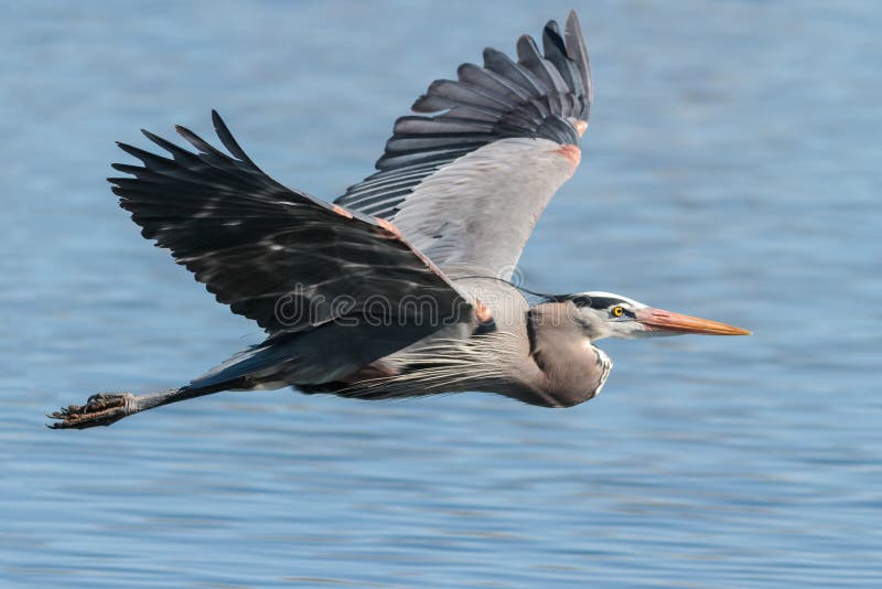 The Great Blue Heron is a large wading bird most commonly found near bodies of water. They can be found year-round in most of the continental United States. The Great Blue Heron is a large wading bird most commonly found near bodies of water. They can be found year-round in most of the continental United States.