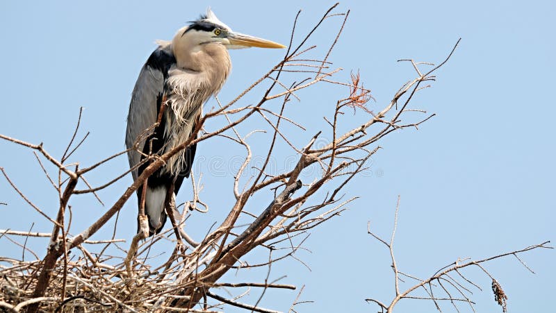 Great Blue Heron in a Nest