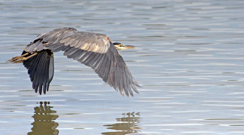 Great Blue Heron over water