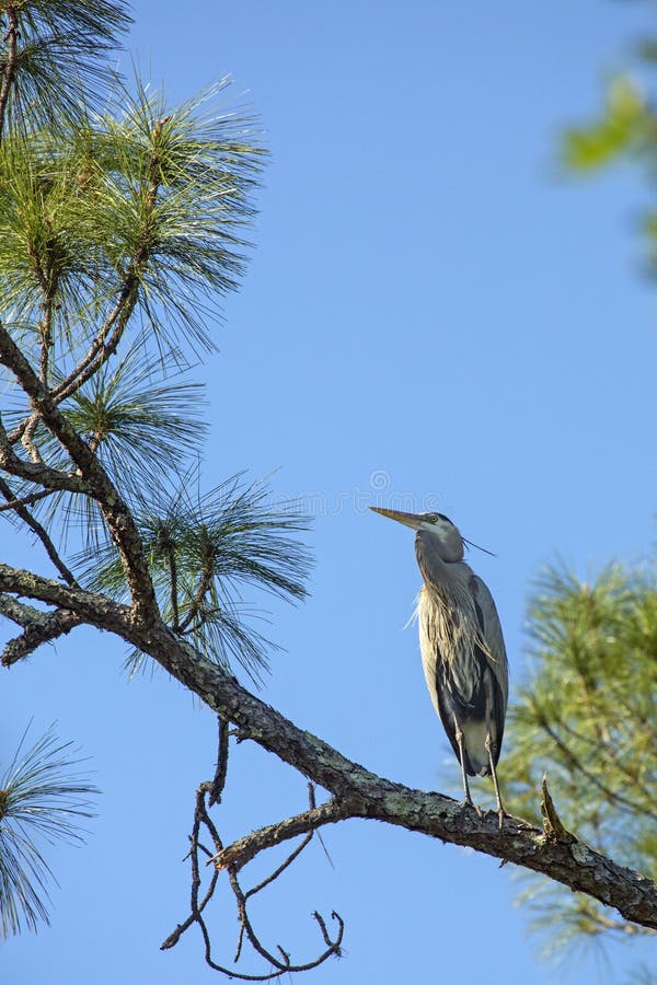 Great blue heron perched in a pine tree in Florida.