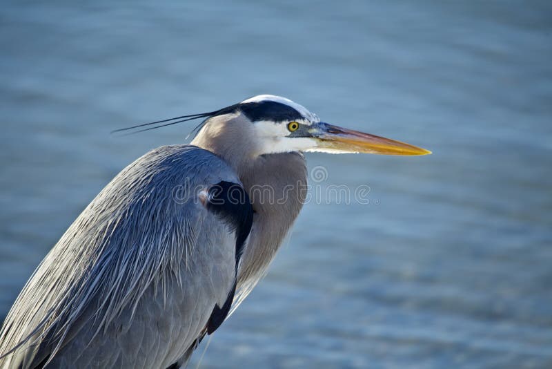 Great Blue Heron portrait against the water