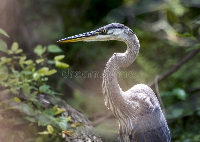 Juvenile plumage Great Blue Heron in willow pond thicket in Monroe, GA. The great blue heron Ardea herodias is a large wading bird in the heron family Ardeidae, common near the shores of open water and in wetlands over most of North America and Central America. Photographed in July. Juvenile plumage Great Blue Heron in willow pond thicket in Monroe, GA. The great blue heron Ardea herodias is a large wading bird in the heron family Ardeidae, common near the shores of open water and in wetlands over most of North America and Central America. Photographed in July.