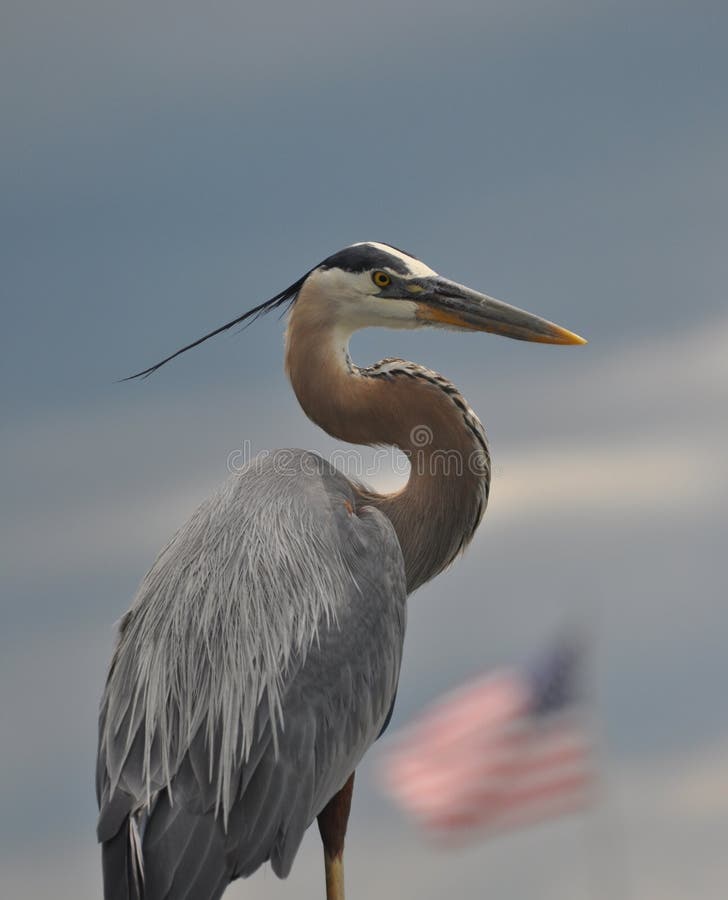 Great Blue Heron stock image. Image of environment, great 37126883