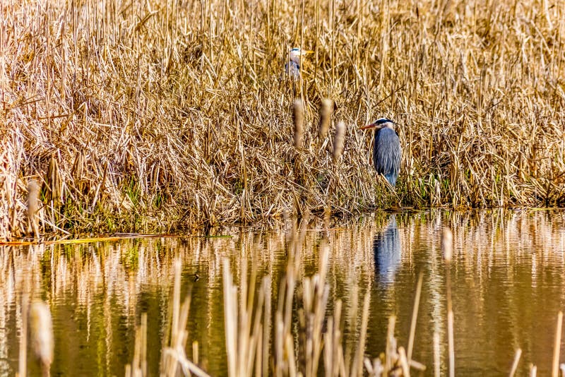 A Great Blue Heron in the reeds near Chilliwack in BC, Canada royalty free stock image A Great Blue Heron in the reeds near Chilliwack in BC, Canada royalty free stock image