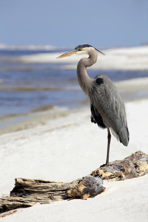 Great Blue Heron Flying Over Pristine Florida Beach at Sunrise Stock Photo Image of heron