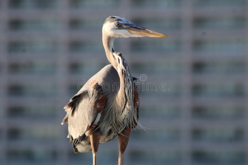 Great Blue Heron by the Seashore in Pensacola Florida Stock Photo