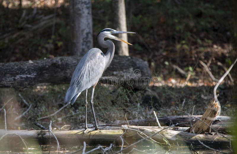 Great Blue Heron in swamp ecosystem. Photographed in fall in Walton County, Monroe, Georgia USA. The great blue heron Ardea herodias is a large wading bird in the heron family Ardeidae, common near the shores of open water and in wetlands over most of North America. Great Blue Heron in swamp ecosystem. Photographed in fall in Walton County, Monroe, Georgia USA. The great blue heron Ardea herodias is a large wading bird in the heron family Ardeidae, common near the shores of open water and in wetlands over most of North America.