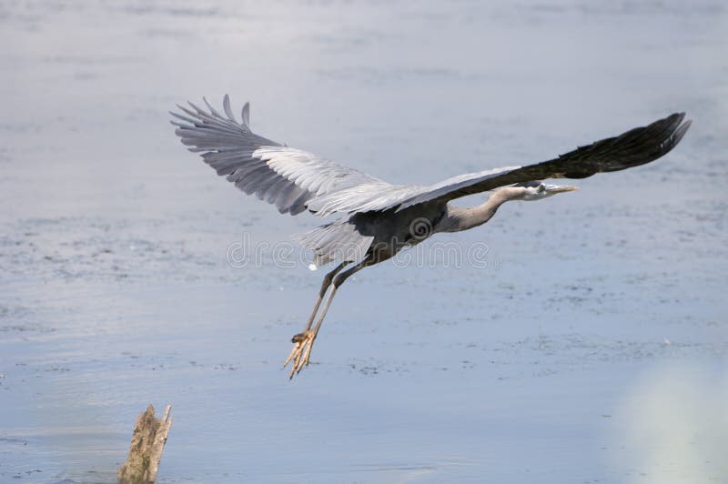 Great Blue Heron taking off