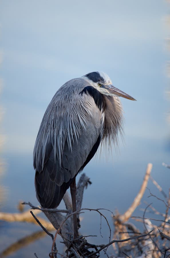 Great Blue Heron