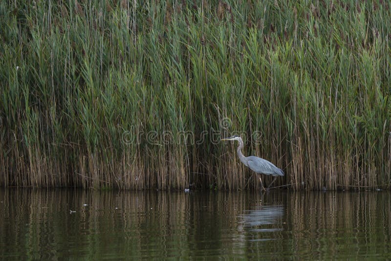 Great Blue Heron Wading by Reeds at Dusk